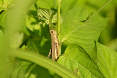 Acrididae