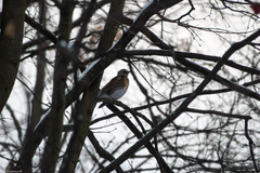 Turdus pilaris