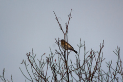 Turdus pilaris