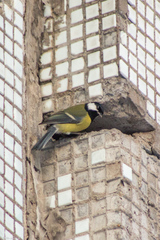 Parus major