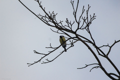 Parus major
