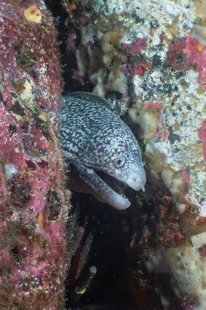 Hourglass moray (Muraena clepsydra) — Muraenidae