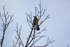 Turdus pilaris