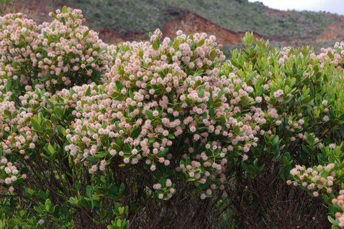 Codia nitida observed 2025-12-04