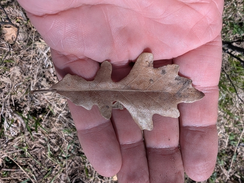 bur oak