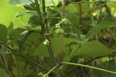 Euonymus sachalinensis