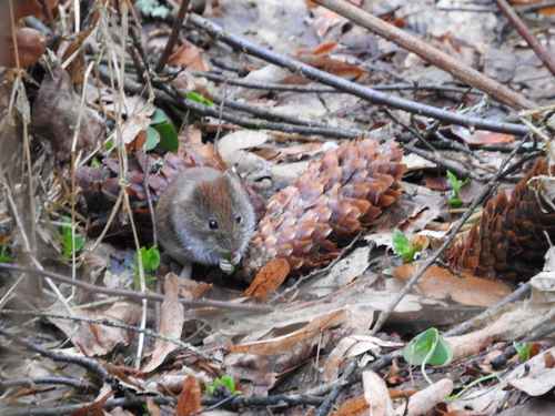 Clethrionomys glareolus