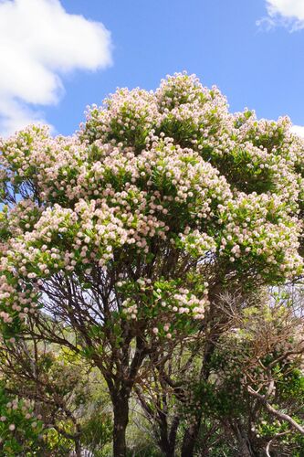 Codia nitida observed 2025-12-04