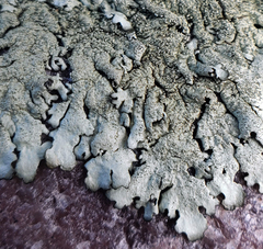 Xanthoparmelia plittii