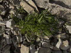 Saussurea stubendorffii