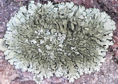 Xanthoparmelia plittii