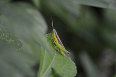 Acrididae