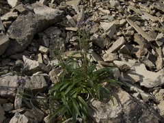 Saussurea stubendorffii