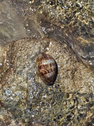 Cypraea annettae observed 2026-04-26