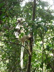 Propithecus candidus