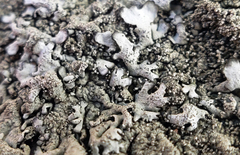 Xanthoparmelia plittii