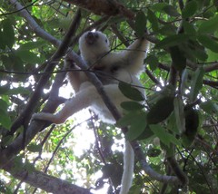 Propithecus candidus
