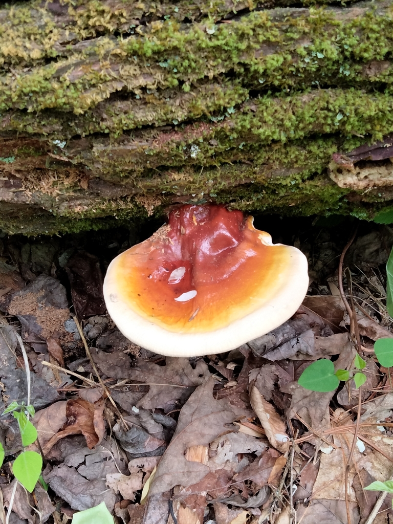 Ganoderma tsugae · May 2026 · photo: © runcator (iNaturalist, cc-by-nc)