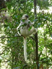 Propithecus candidus