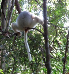 Propithecus candidus