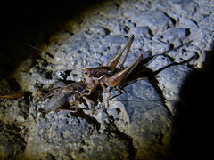 Pachytrachis gracilis