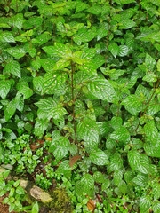 Hypoestes phyllostachya