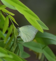 Catopsilia pomona