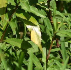 Catopsilia pomona
