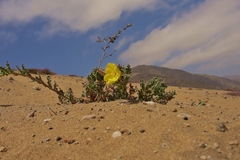 Oenothera coquimbensis