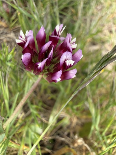 Trifolium gracilentum observed 2026-05-01