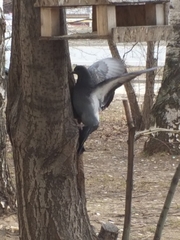Columba livia