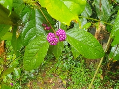 Callicarpa pedunculata