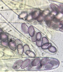 Ascobolus crenulatus