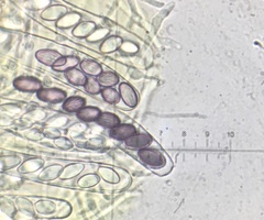 Ascobolus crenulatus