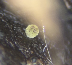 Ascobolus crenulatus