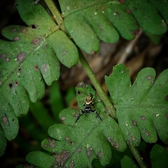 Salticidae