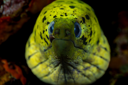 Dark spotted moray (Gymnothorax fimbriatus) — Muraenidae