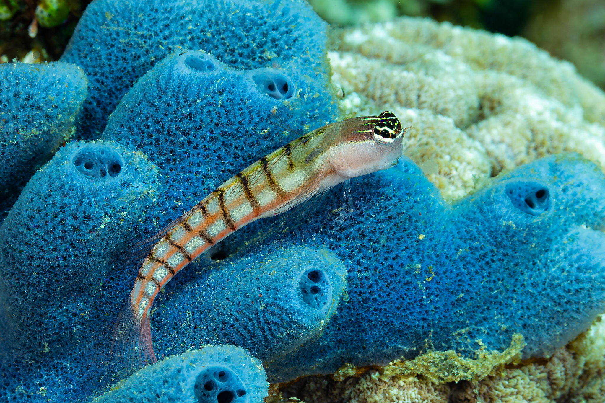 Twocoat Coralblenny photo 5
