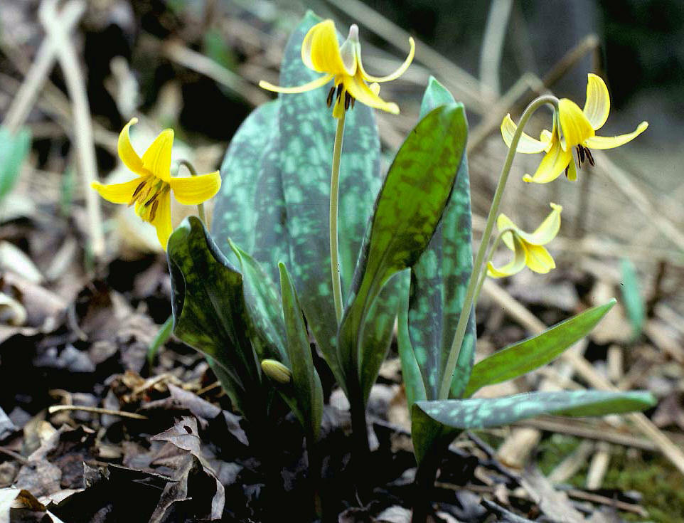 yellow trout lily (EwA Guide to the Plants of the Fells (US)) · iNaturalist