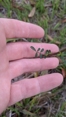 Chapmannia floridana