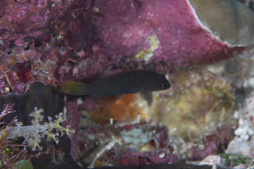 Pseudochromis marshallensis observed 2026-04-27