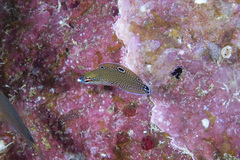 Ocellated Wrasse photo 3