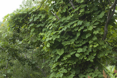Vitis coignetiae