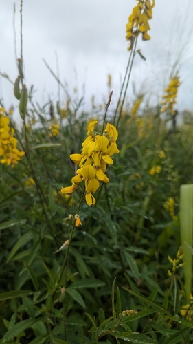 Crotalaria trichotoma, 2026-05-01