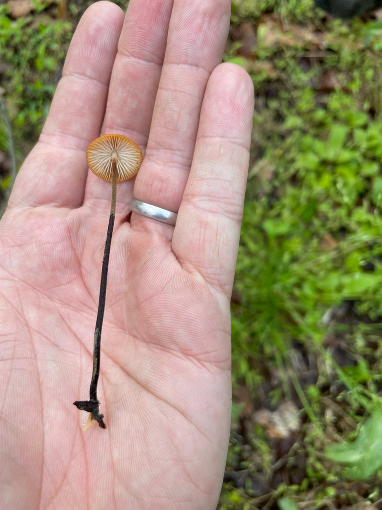 Rhizomarasmius pyrrhocephalus · May 2026 · photo: © skatepunk (iNaturalist, cc0)