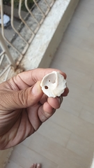 Astralium semicostatum