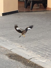 Acridotheres tristis