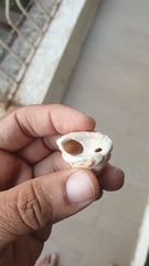 Astralium semicostatum