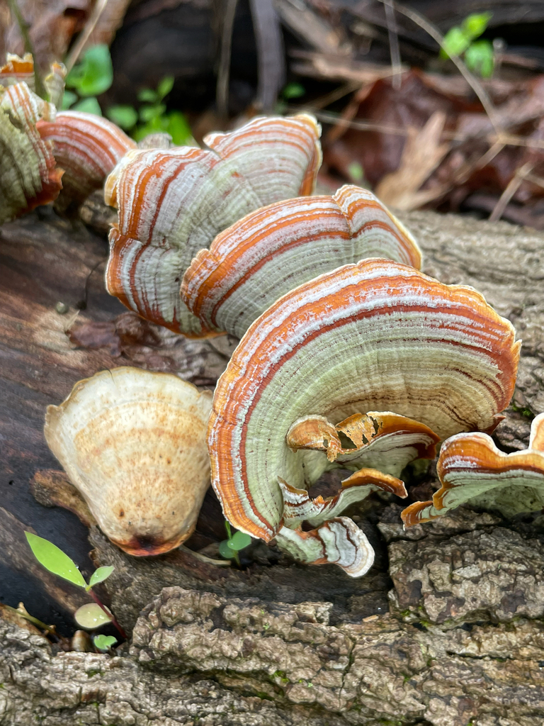 Stereum lobatum · May 2026 · photo: © skatepunk (iNaturalist, cc0)