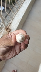 Astralium semicostatum